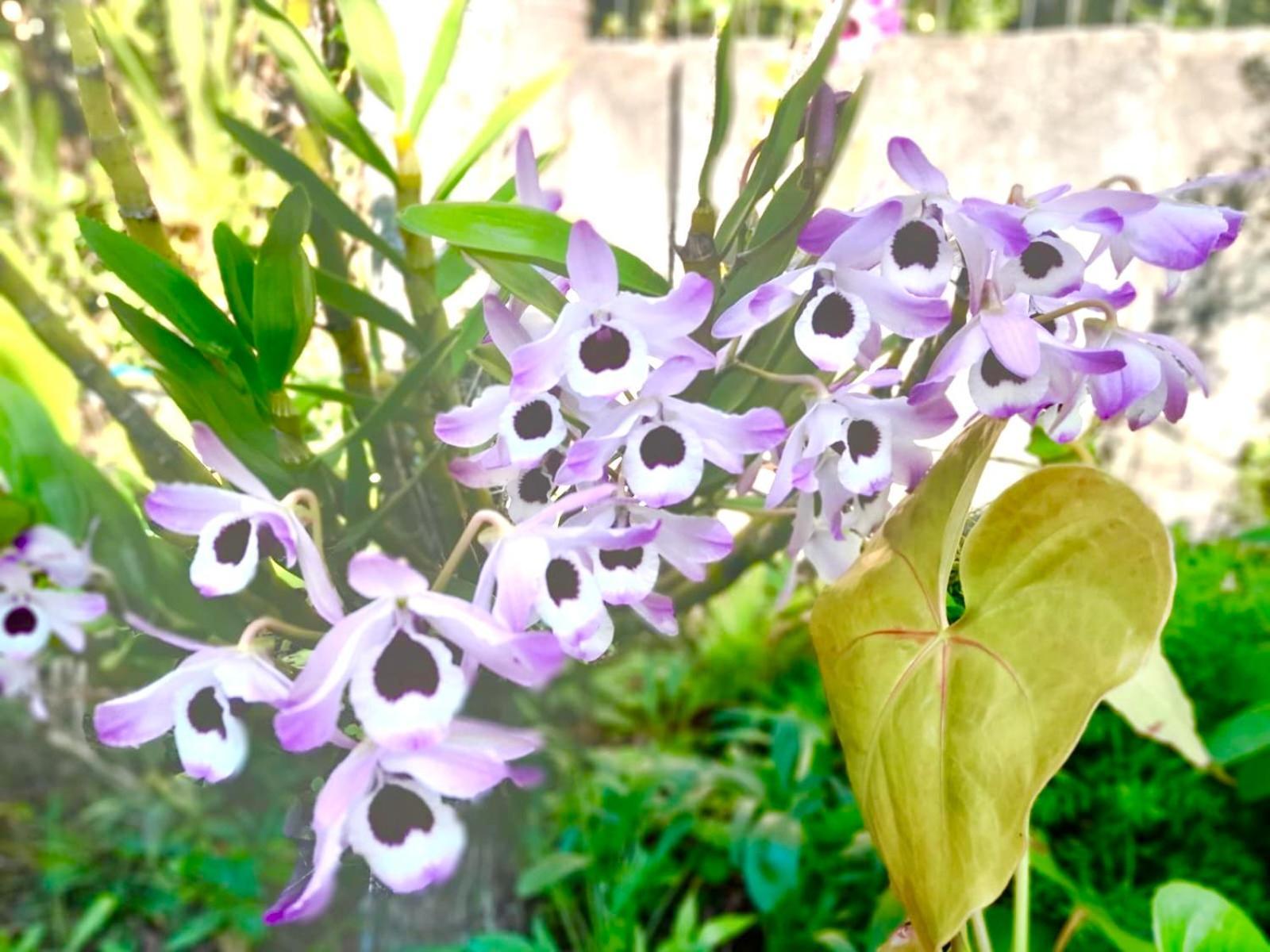 Recanto Das Bromelias Chales Гуарда-ду-Эмбау Экстерьер фото
