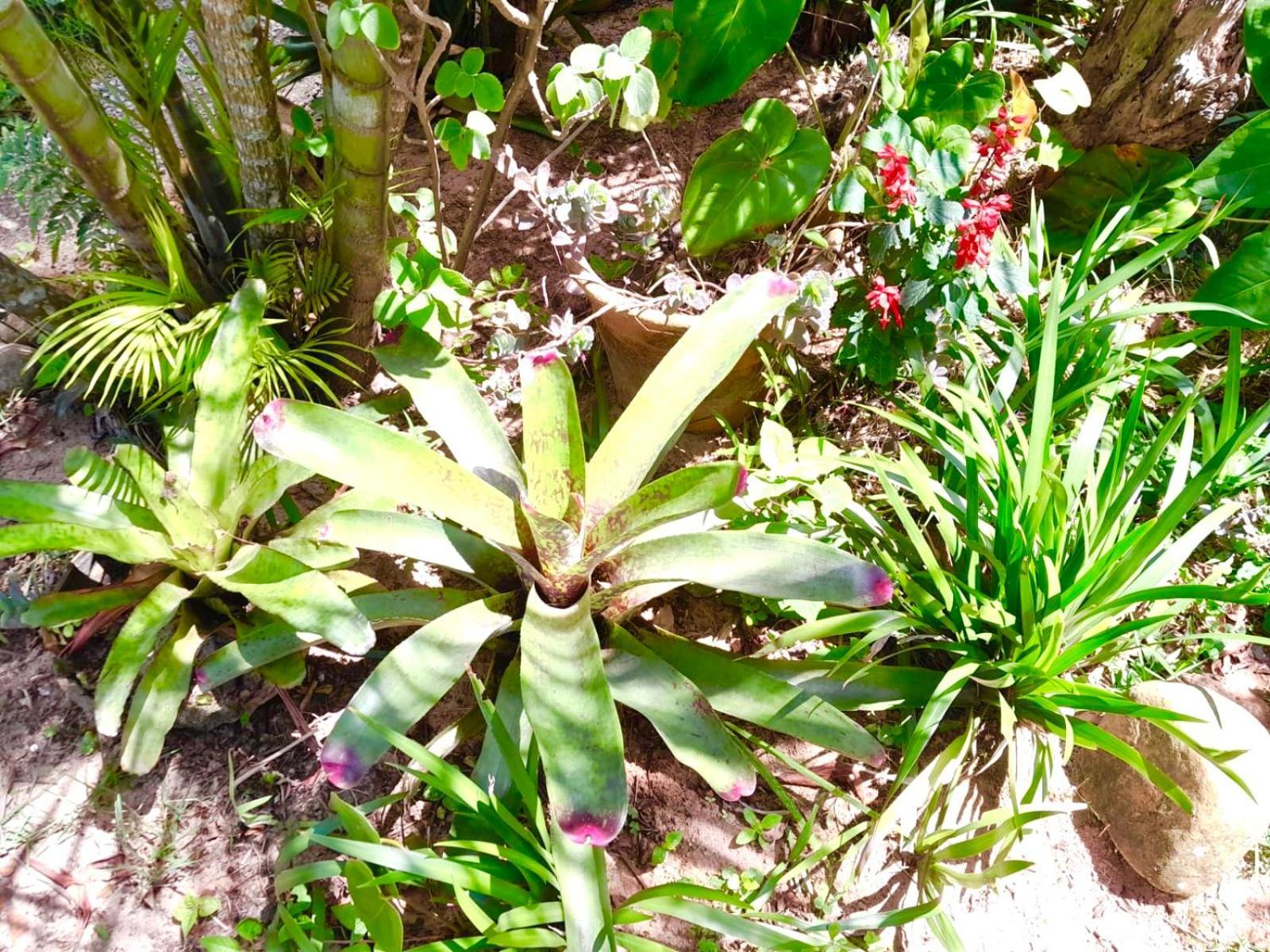 Recanto Das Bromelias Chales Гуарда-ду-Эмбау Экстерьер фото